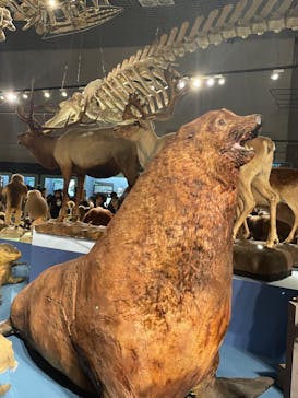 特別展「大哺乳類展３－わけてつなげて大行進」に投稿された画像（2024/5/11）