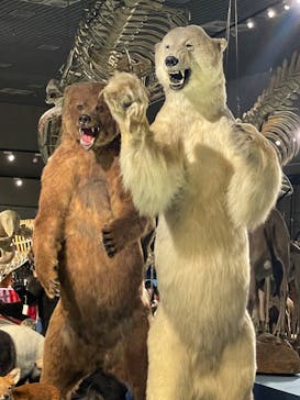特別展「大哺乳類展３－わけてつなげて大行進」に投稿された画像（2024/5/11）