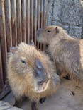 伊豆シャボテン動物公園に投稿された画像（2024/5/11）