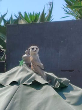 伊豆シャボテン動物公園に投稿された画像（2024/5/11）