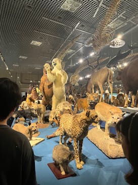 特別展「大哺乳類展３－わけてつなげて大行進」に投稿された画像（2024/5/11）