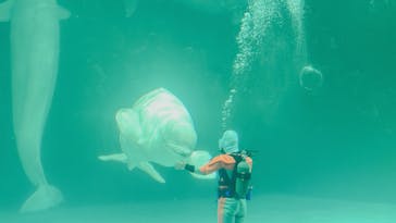 鴨川シーワールドに投稿された画像（2024/5/11）