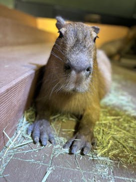 カワスイ 川崎⽔族館に投稿された画像（2024/5/11）