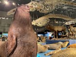 特別展「大哺乳類展３－わけてつなげて大行進」に投稿された画像（2024/5/11）