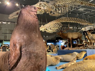 特別展「大哺乳類展３－わけてつなげて大行進」に投稿された画像（2024/5/11）