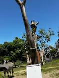 天王寺動物園に投稿された画像（2024/5/11）