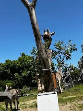 天王寺動物園に投稿された画像（2024/5/11）