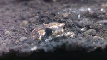 体感型カエル館KawaZooに投稿された画像（2024/5/11）