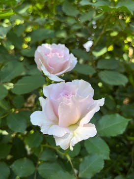 横浜イングリッシュガーデンに投稿された画像（2024/5/11）