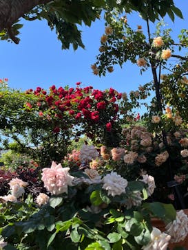 横浜イングリッシュガーデンに投稿された画像（2024/5/11）