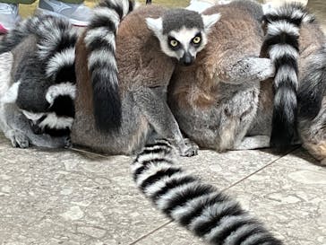 NIFREL（ニフレル）に投稿された画像（2024/5/11）