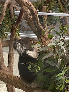 淡路ファームパーク イングランドの丘に投稿された画像（2024/5/11）