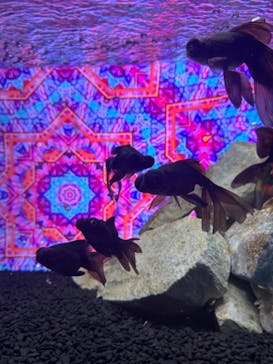 NARA KINGYO MUSEUMに投稿された画像（2024/5/11）