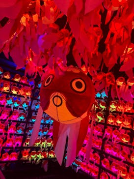 NARA KINGYO MUSEUMに投稿された画像（2024/5/11）