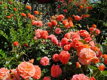 横浜イングリッシュガーデンに投稿された画像（2024/5/11）