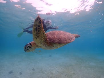 nico 宮古島に投稿された画像（2024/5/11）