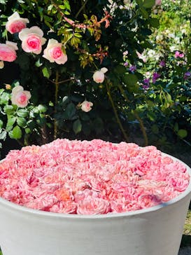 万博記念公園に投稿された画像（2024/5/11）