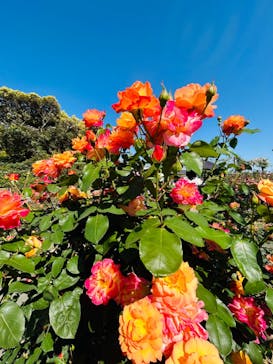 万博記念公園に投稿された画像（2024/5/11）