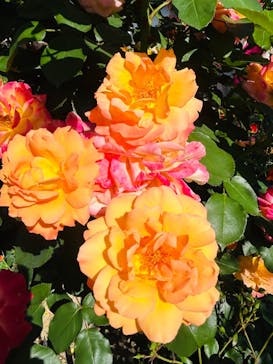 万博記念公園に投稿された画像（2024/5/11）