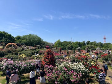 京成バラ園に投稿された画像（2024/5/11）
