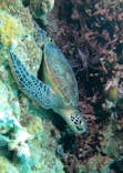 カマンタダイビングクラブに投稿された画像（2024/5/11）