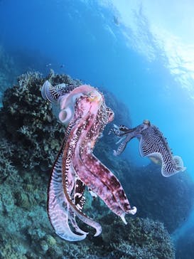 カマンタダイビングクラブに投稿された画像（2024/5/11）