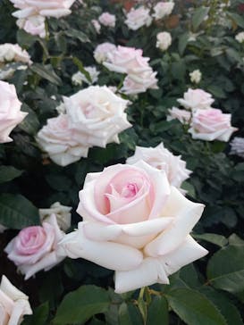 京成バラ園に投稿された画像（2024/5/11）