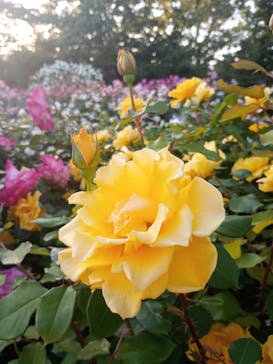 京成バラ園に投稿された画像（2024/5/11）