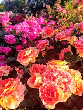 京成バラ園に投稿された画像（2024/5/11）