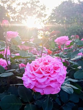 京成バラ園に投稿された画像（2024/5/11）