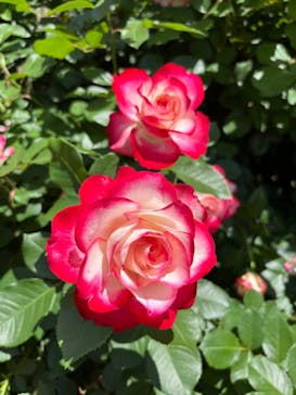 京成バラ園に投稿された画像（2024/5/11）