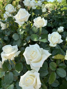 京成バラ園に投稿された画像（2024/5/11）