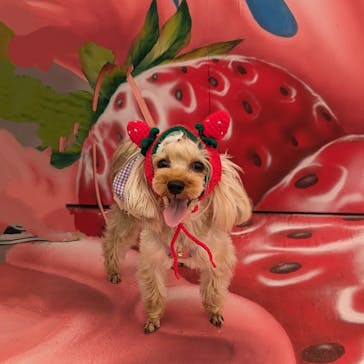 高野いちご園に投稿された画像（2024/5/11）