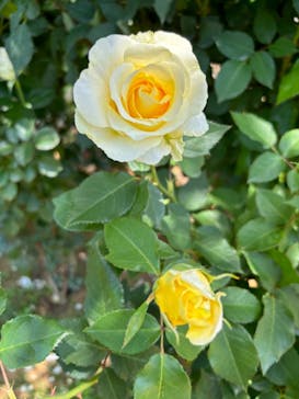 京成バラ園に投稿された画像（2024/5/11）