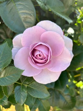 京成バラ園に投稿された画像（2024/5/11）