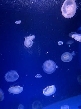 新江ノ島水族館に投稿された画像（2024/5/11）