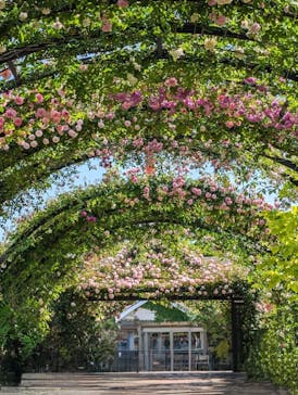 横浜イングリッシュガーデンに投稿された画像（2024/5/11）