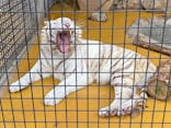 秋吉台自然動物公園 サファリランドに投稿された画像（2024/5/11）