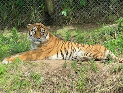 秋吉台自然動物公園 サファリランドに投稿された画像（2024/5/11）