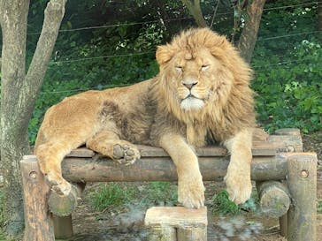 秋吉台自然動物公園 サファリランドに投稿された画像（2024/5/11）