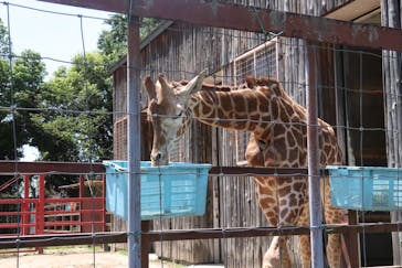 東武動物公園に投稿された画像（2024/5/11）
