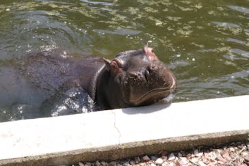 東武動物公園に投稿された画像（2024/5/11）