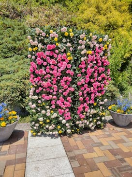 ぎふワールド・ローズガーデンに投稿された画像（2024/5/11）