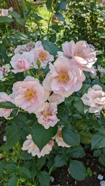 浜名湖花博2024に投稿された画像（2024/5/11）