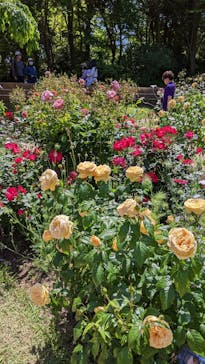 浜名湖花博2024に投稿された画像（2024/5/11）