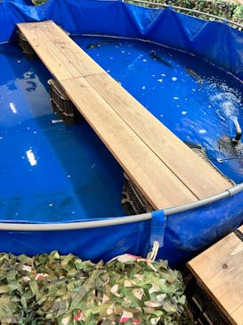 いきもの探検隊湘南に投稿された画像（2024/5/11）