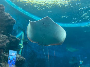 鴨川シーワールドに投稿された画像（2024/5/10）