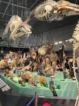 特別展「大哺乳類展３－わけてつなげて大行進」に投稿された画像（2024/5/11）