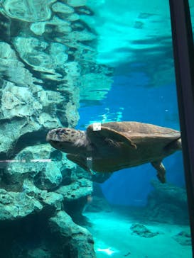 名古屋港水族館に投稿された画像（2024/5/11）