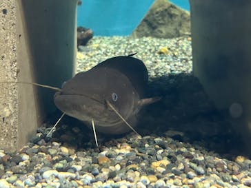 滋賀県立琵琶湖博物館に投稿された画像（2024/5/11）